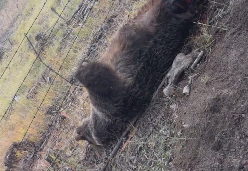 BC man dies weeks after rescuing himself from grizzly bear’s jaws