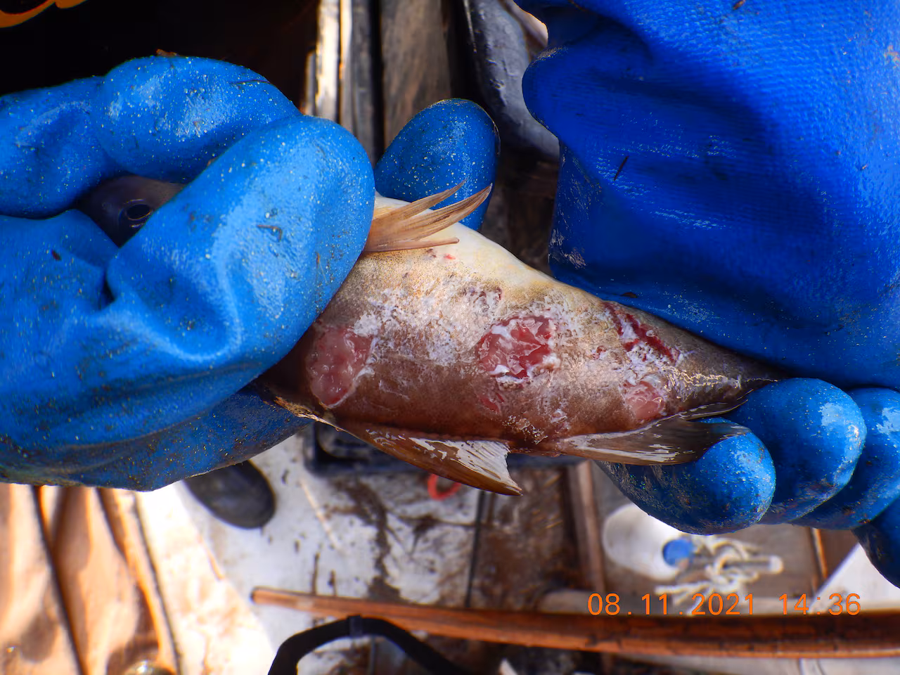 Defective culverts are harming or killing fish. NS environmentalists need this to alter